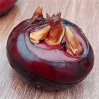 乐昌马蹄 特大号