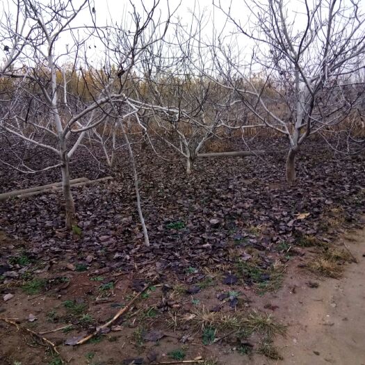 泰安麻核桃树苗