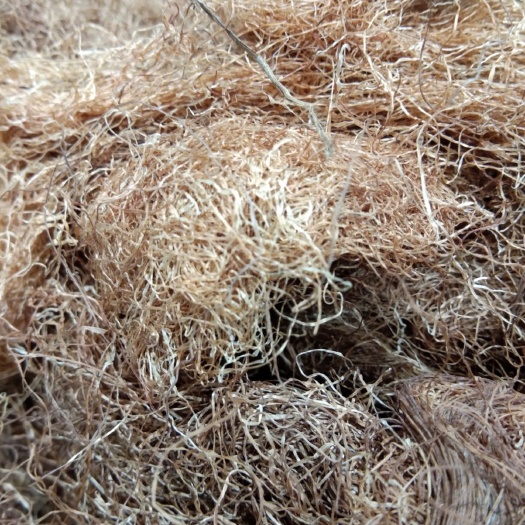 亳州玉米须