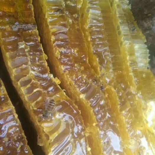 凤凰县土蜂蜜 塑料瓶装 1年  