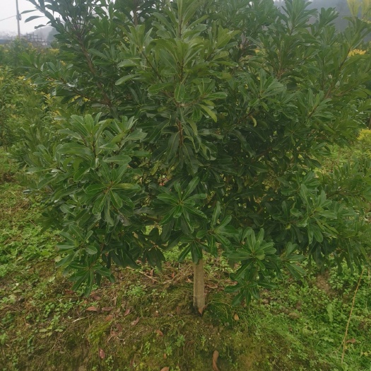 靖州县荸荠杨梅种苗 3--4-5公分黑炭梅 台梅 东魁