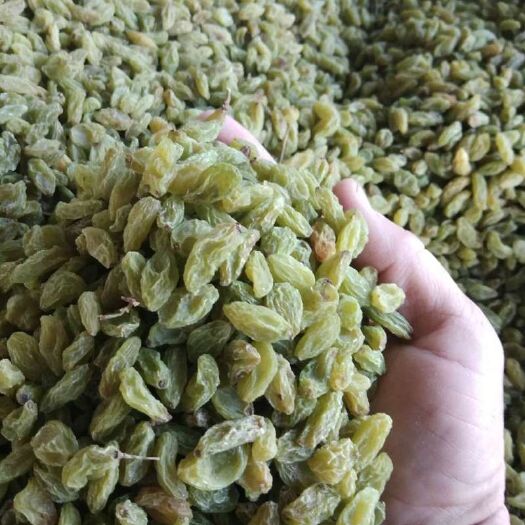 鄯善县新疆绿葡萄干 统货