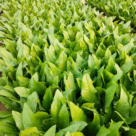邯郸青油麦 25~30cm