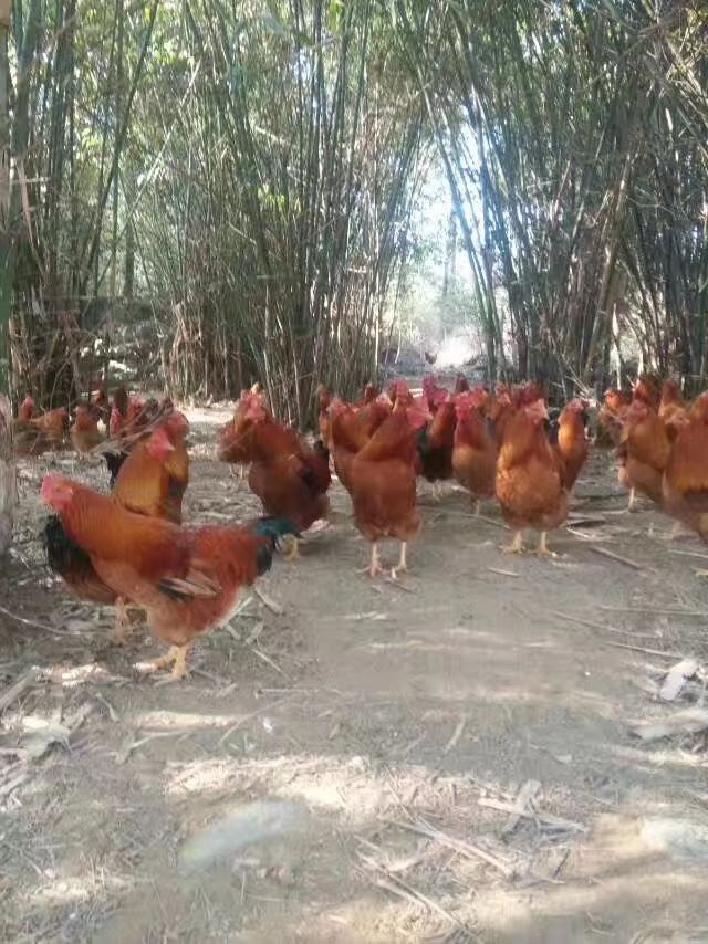 清远鸡阳山大扇鸡阳山走地鸡纯粮食农家鸡6斤~8斤