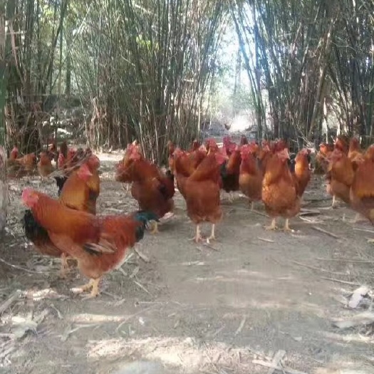 阳山县阳山鸡阳山走地鸡玉米杂粮10个月老扇鸡 公 6斤~8斤