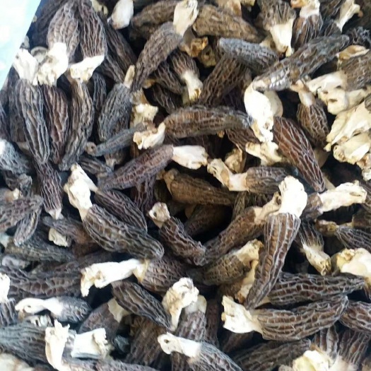 羊肚菌 干货 3cm~6cm 尖顶 灰黑色 人工种植