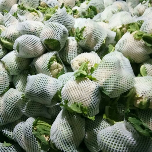 天门白花菜花 紧密 2~3斤 
