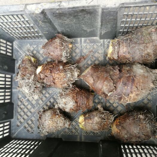 全州县荔浦芋头 通货 