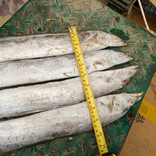 靖江市油带鱼