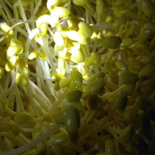 重庆市小金黄豆芽 5-10cm