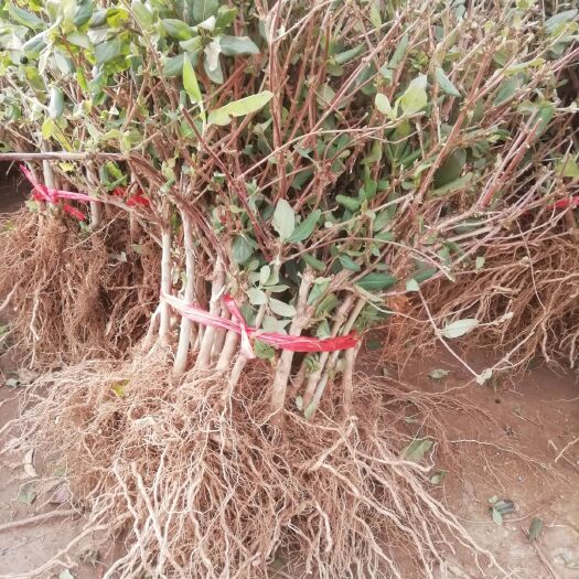 平邑县四季金银花 40~50公分 