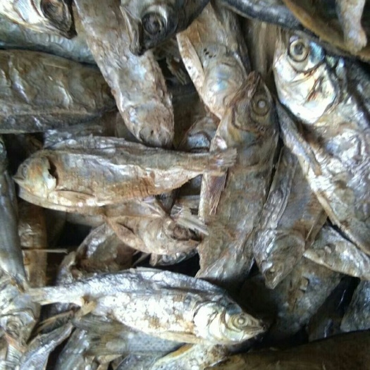 海兴县鱼粉 