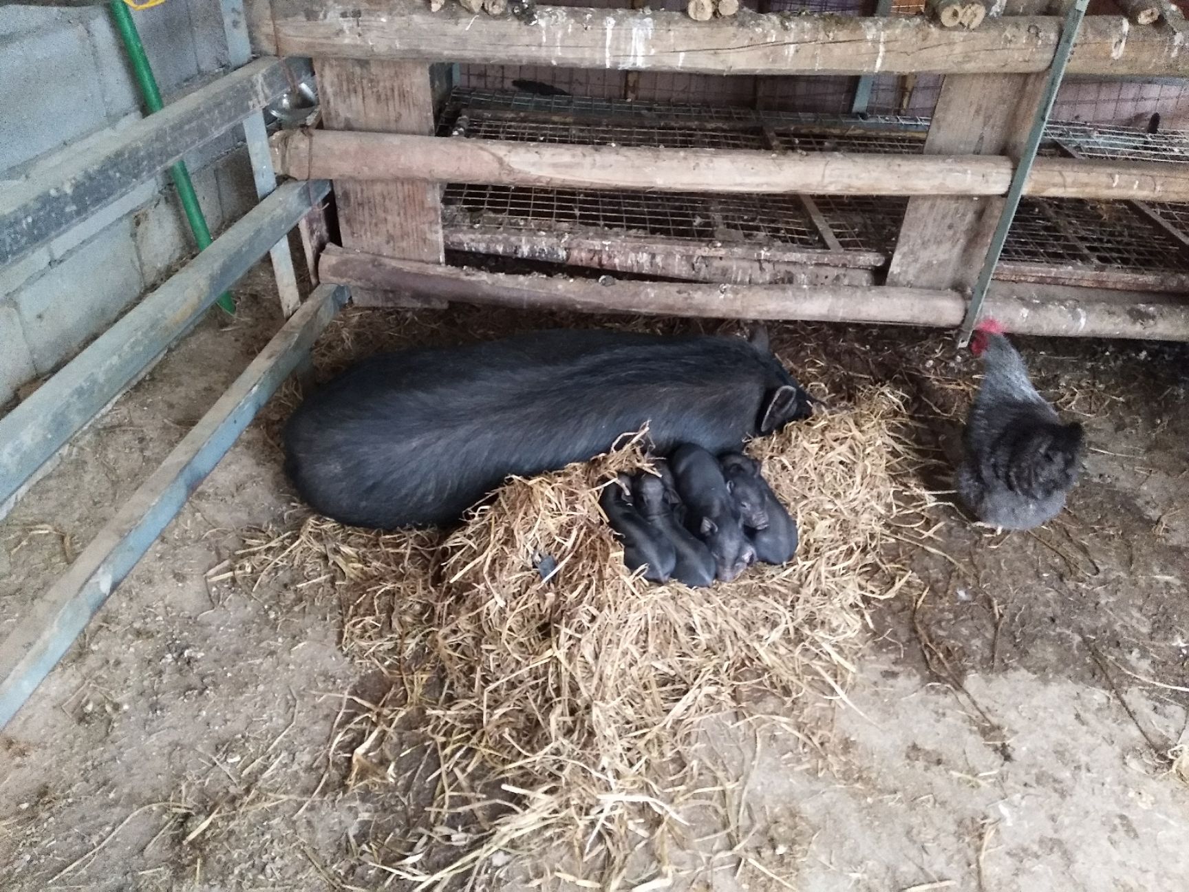 斤以上 用途:肉用 公母:統貨 來賓市鳳凰鎮山林養殖基地直供