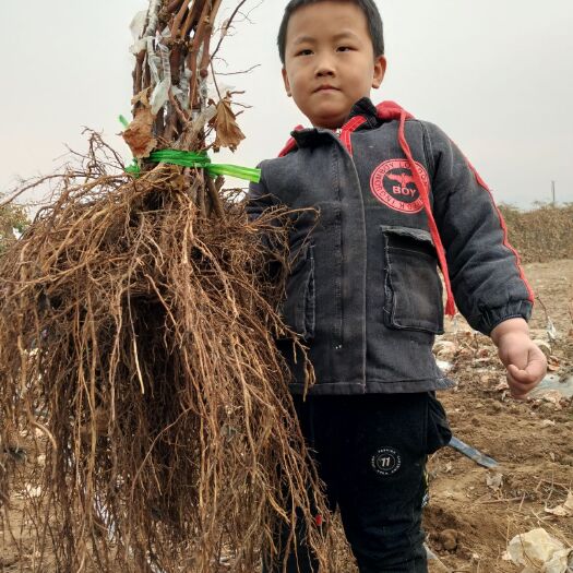 昌黎县藤稔葡萄苗 