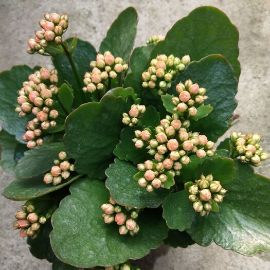 留坝县长寿花盆栽 小盆栽花卉