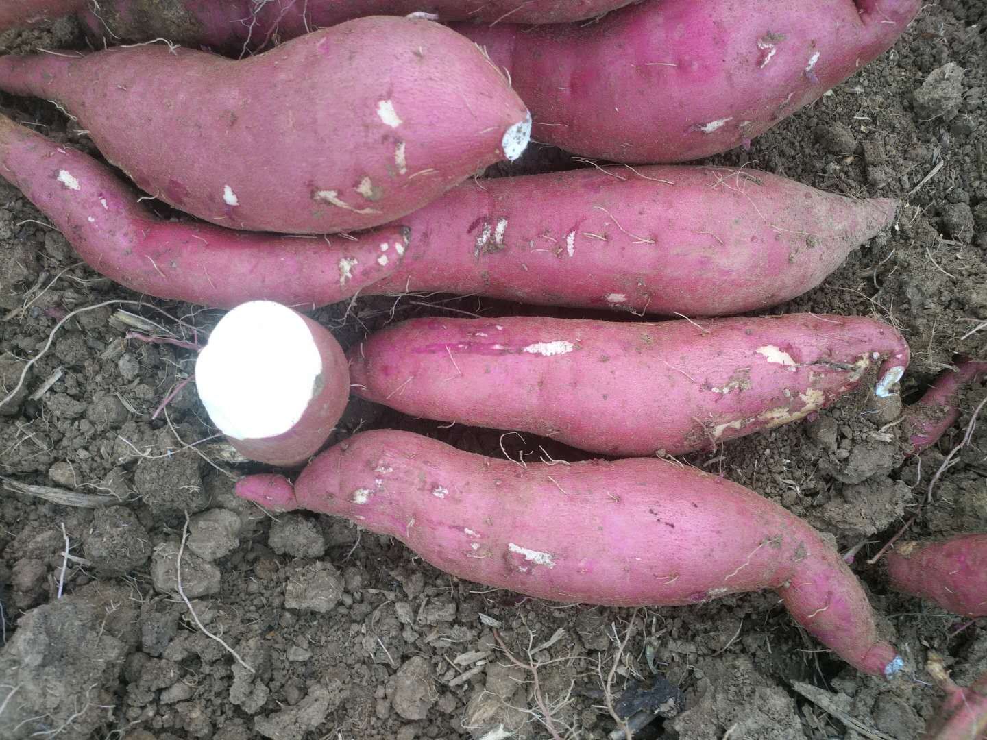 商薯19号 混装通货 红皮