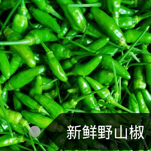 信宜市朝天椒 5cm以下 特辣 靑色 