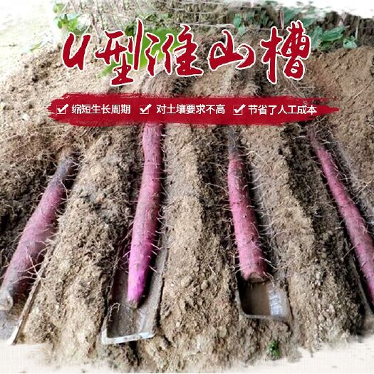 南宁山药浅生槽