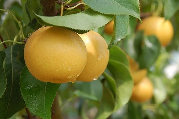 泰安黄金梨树苗  1.5~2米 批发各品种梨树嫁接苗