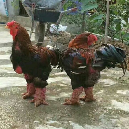 南宁东涛鸡苗