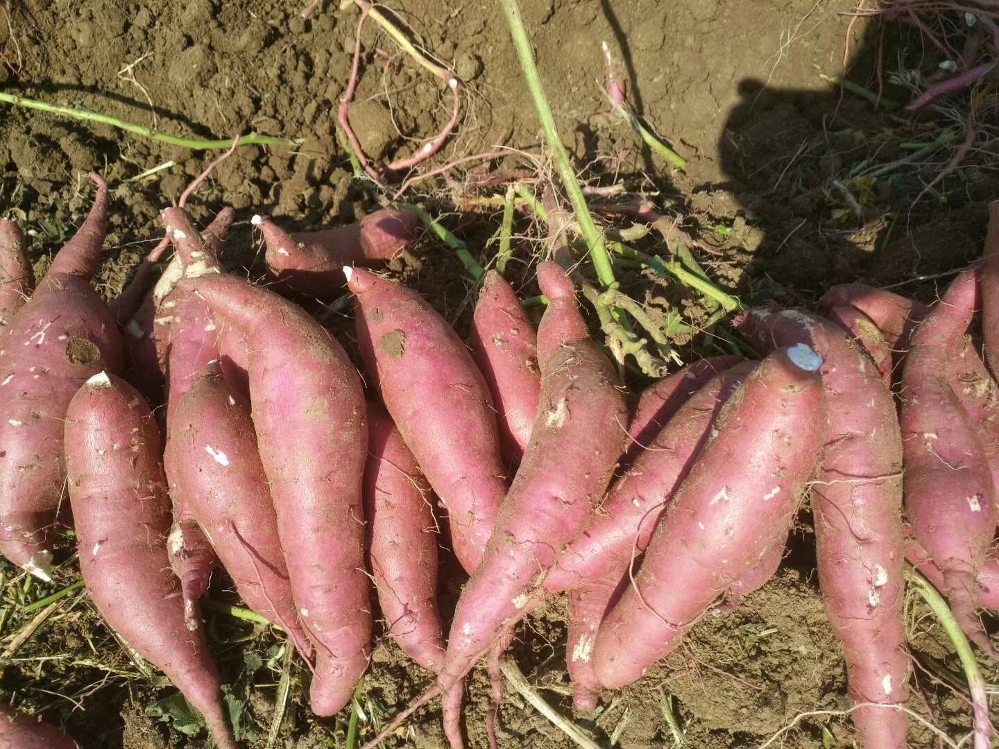 商薯19号 混装通货 红皮