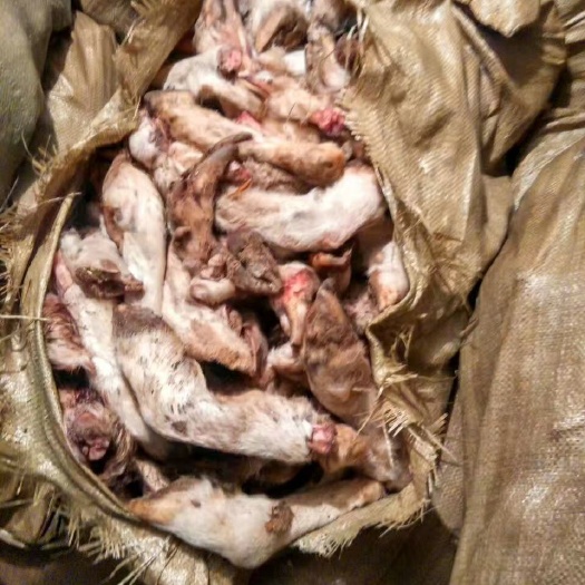 张掖羊蹄 