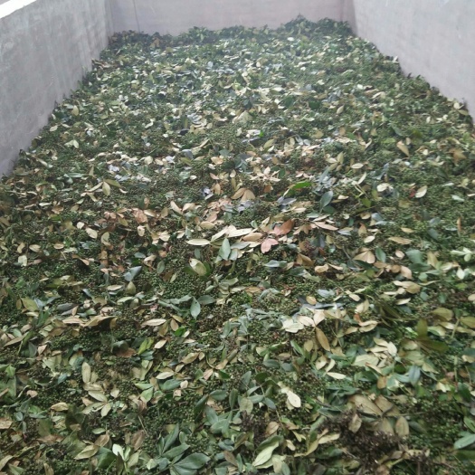 印江县九叶青花椒 一级 鲜花椒
