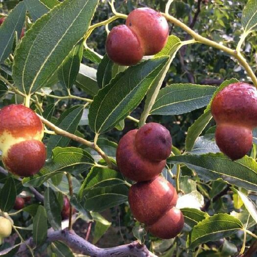 平邑县葫芦枣苗