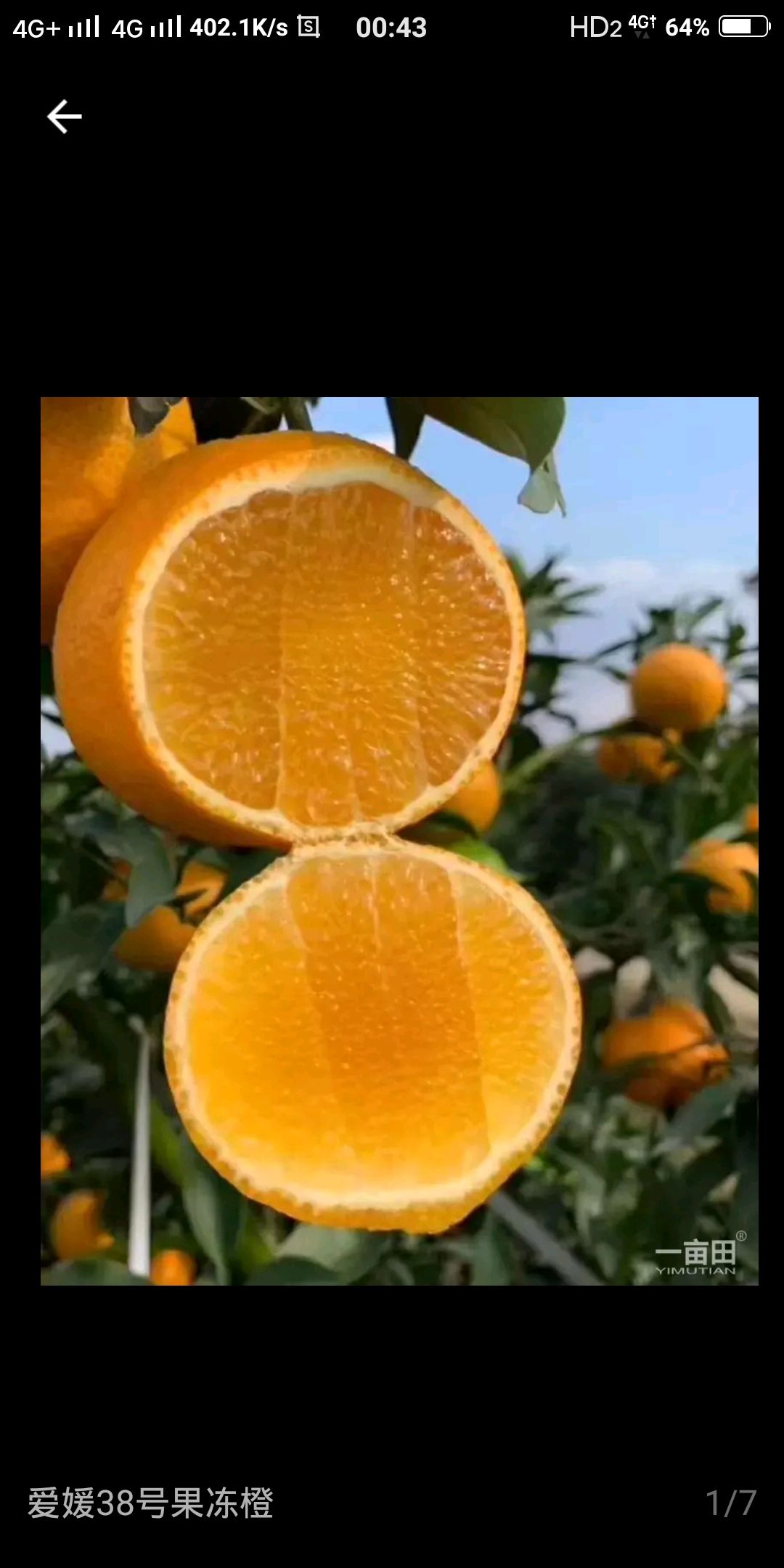 爱媛橙  爱媛38产地一手货源直供