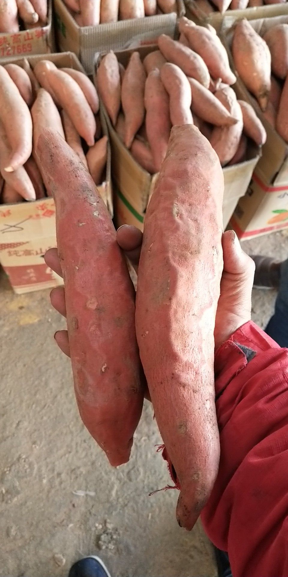 烟薯25 3两~6两 红皮