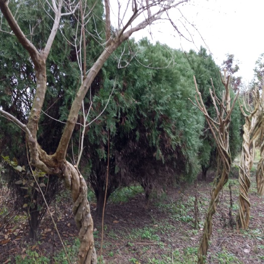 江油市圆枝侧柏
