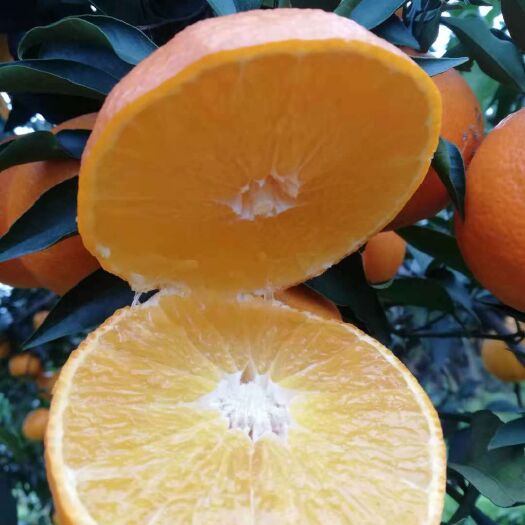 蒲江县耙耙柑 7cm 3两以上