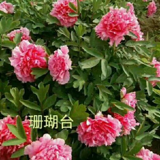 菏泽观赏牡丹 0.5米以下 2~4cm 6~8cm 珊瑚台