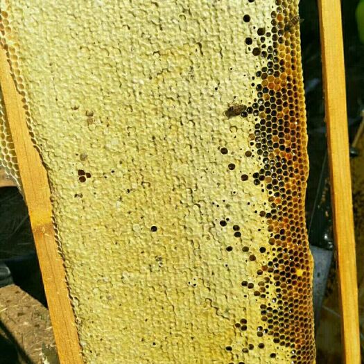 蒙自市土蜂蜜 塑料瓶装 2年以上 