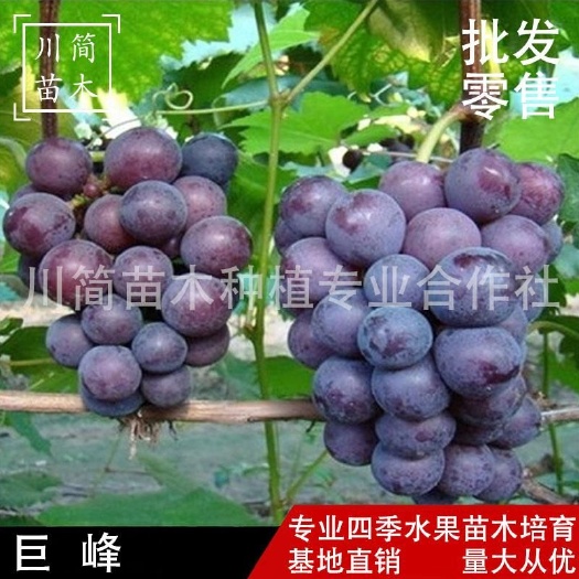 简阳市巨峰葡萄苗  当年结果 品种保证 基地直销