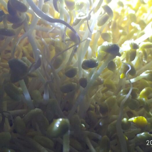 重庆市绿豆芽 混装通货