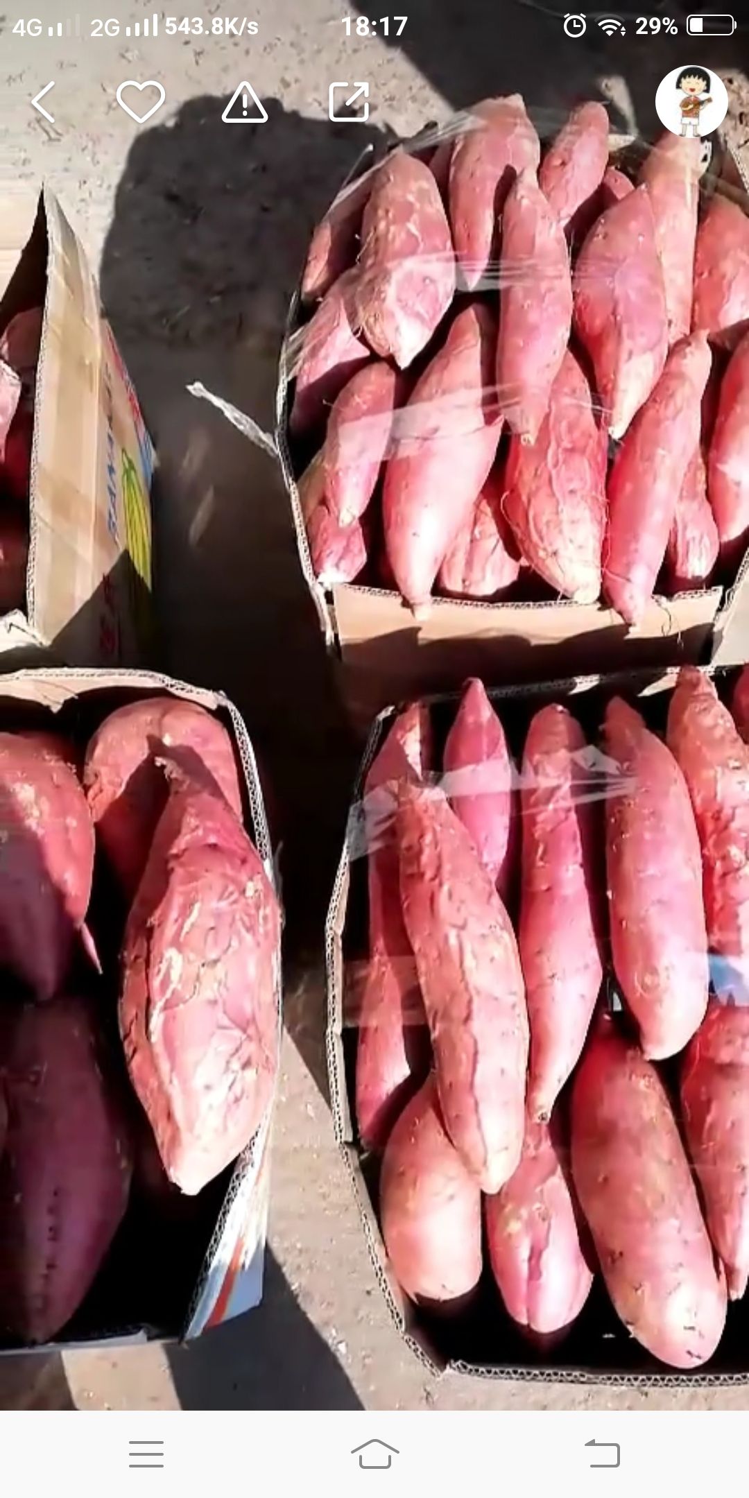 烟薯25 3两~6两 红皮