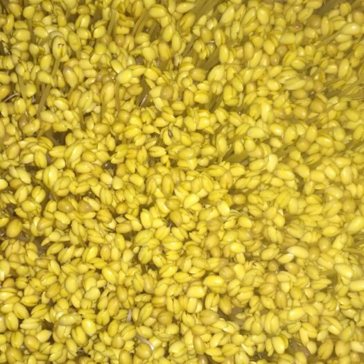 重庆市黄豆芽 混装通货