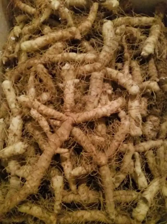 玉竹