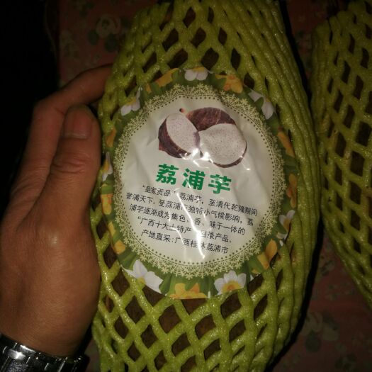桂林香芋 7cm以上