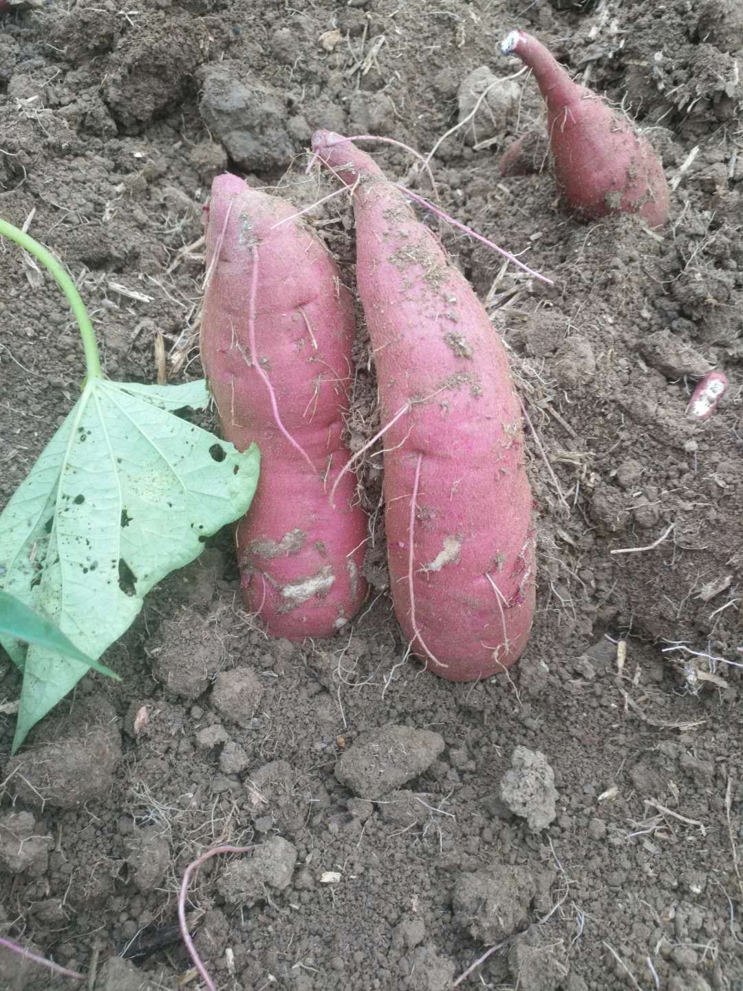 商薯19号 混装通货 红皮