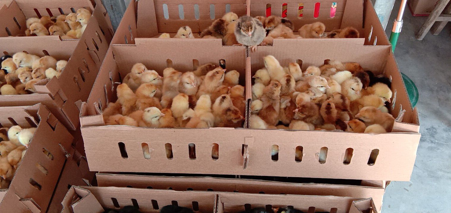 土鸡苗，脱温土鸡苗，半大鸡苗，江苏鸡苗0.5－1.2斤土鸡苗