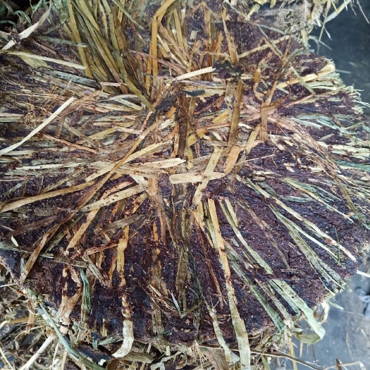 宜春茶枯