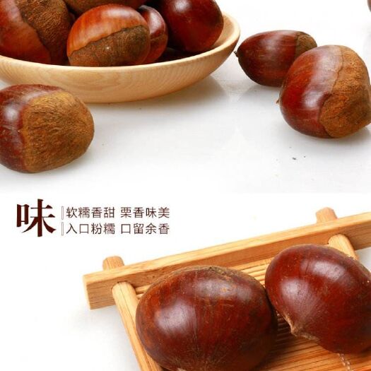 泰安 大板栗