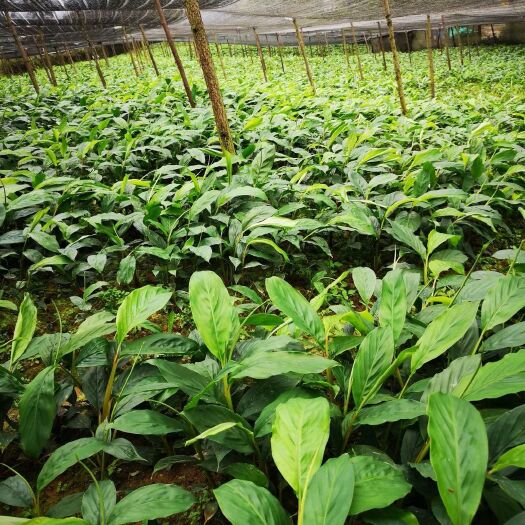 屏边县草果苗 独本苗 0.5~1米 