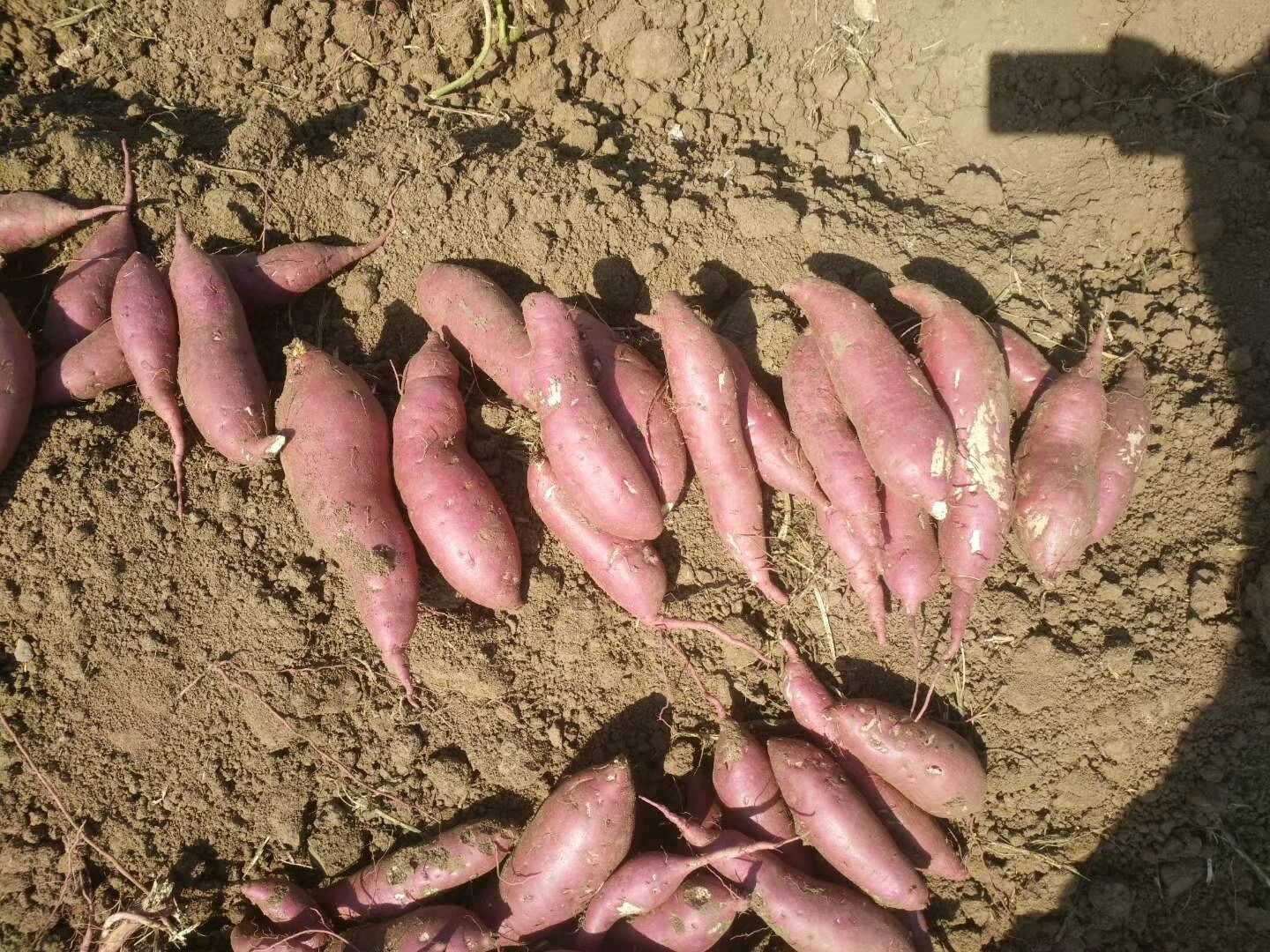 商薯19号 混装通货 红皮