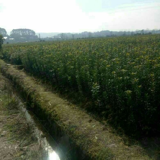 靖州县荸荠杨梅种苗