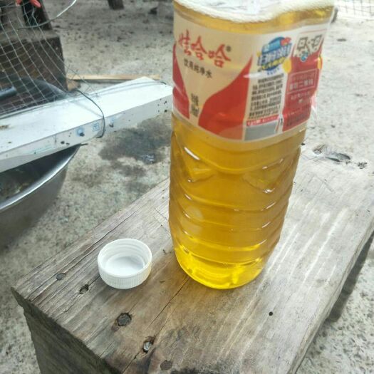 天峨县野生山茶油 