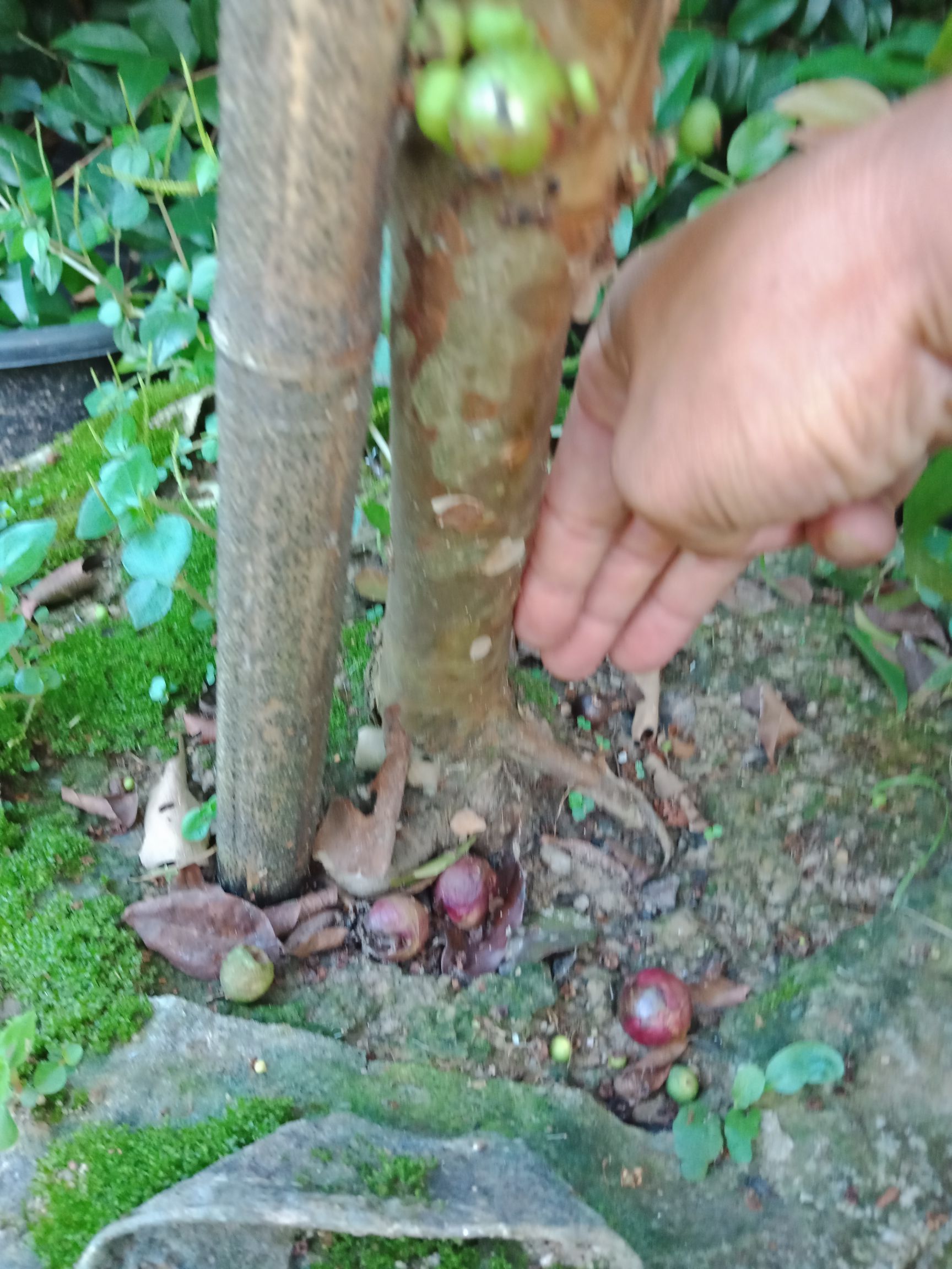 四季早生嘉宝果苗，带花或带果整盆发货一年四季都可以开花结果！