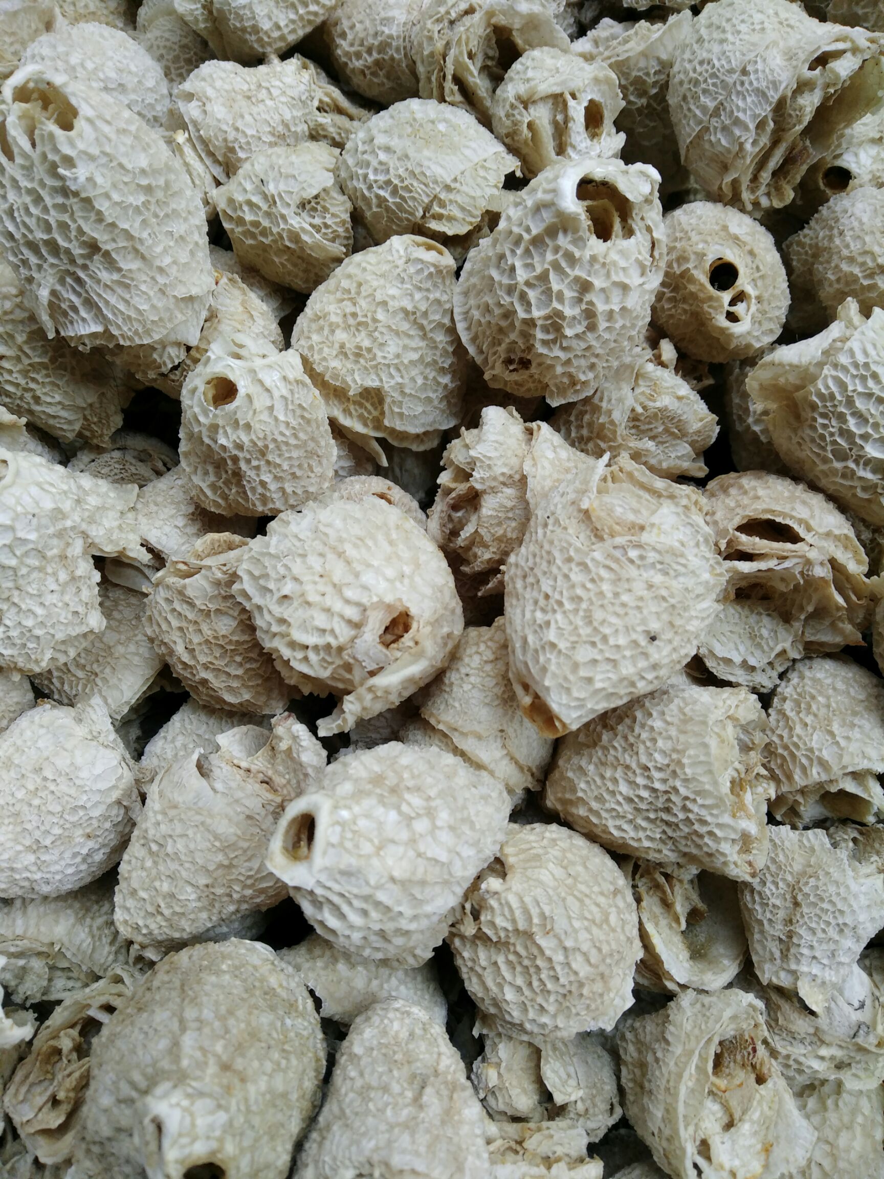 红托竹荪  竹荪帽竹毛肚产地直批（特一商务）